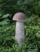 Kozák březový (Houby), Leccinum scabrum (Fungi)